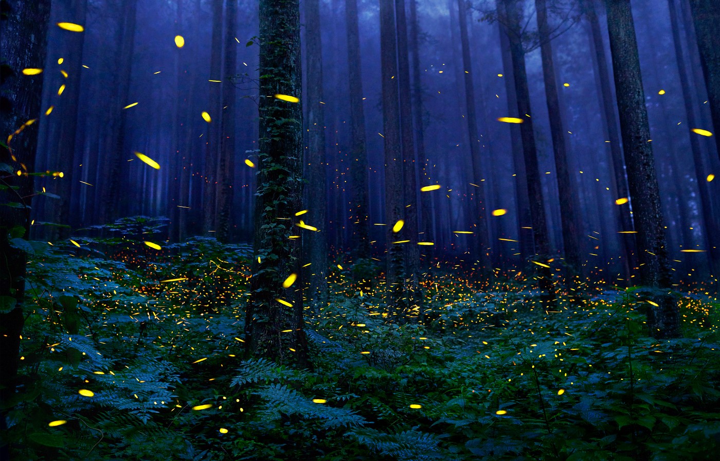 Tim Flach - Fireflies